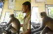 Davangere: KSRTC bus driver fired from service for letting Langur to drive